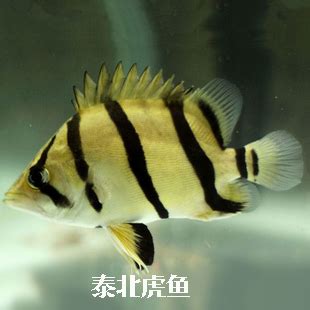 虎邊養魚|泰北虎 幼魚飼養全記錄